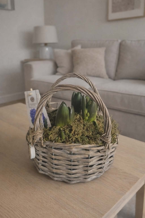 Hyacinth Planted Basket